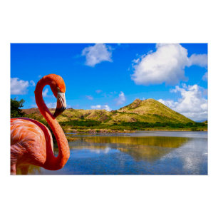Póster Flamingo caribeño en lona de St kitts