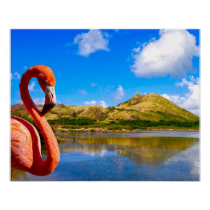 Póster Flamingo caribeño en lona de St kitts
