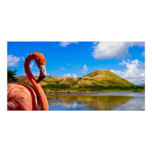 Póster Flamingo caribeño en lona de St kitts