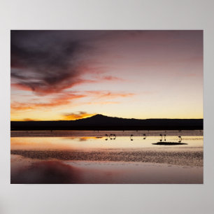 Póster Flamingo chileno