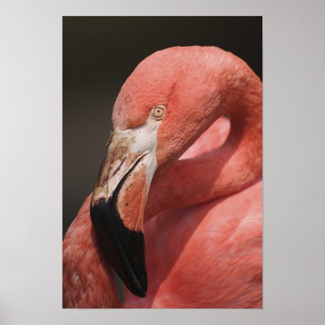 Póster Flamingo chileno, Phoenicopterus chilensis (Frente)