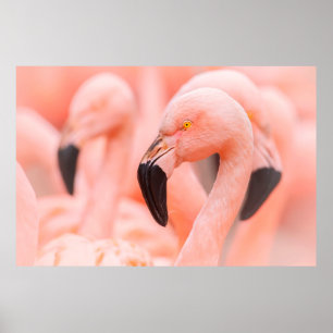 Póster Flamingo chileno (Phoenicopterus chilensis), con