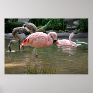 Póster Flamingo de Chile