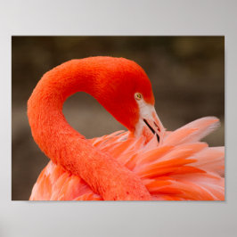 Póster Flamingo del Caribe