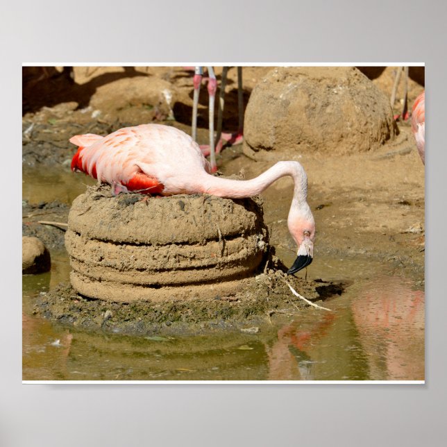 Póster Flamingo en su nido (Frente)