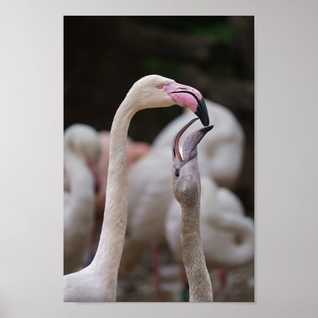 Póster Flamingo Madre Y Bebé (Frente)