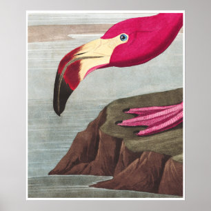 Póster FLAMINGO PARK Audobon Poster Flamingo americano
