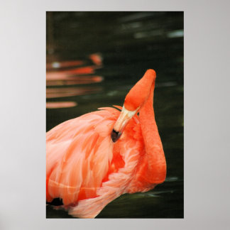 Póster Flamingo rosa
