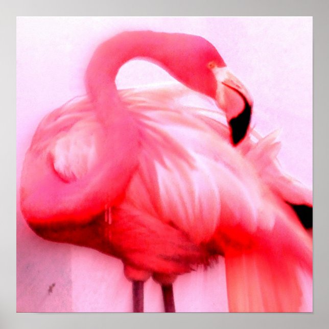 Póster Flamingo rosa (Frente)