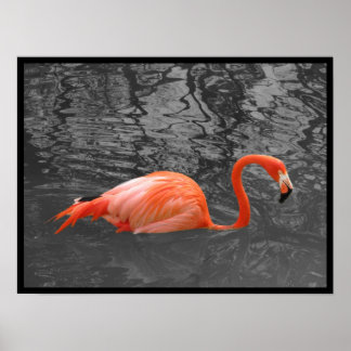 Póster Flamingo rosa