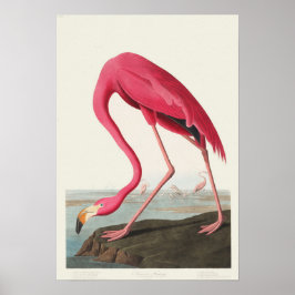 Póster Flamingo rosa