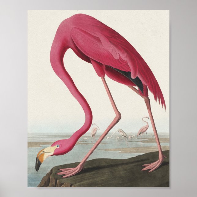 Póster Flamingo rosa de Birds of America (Frente)
