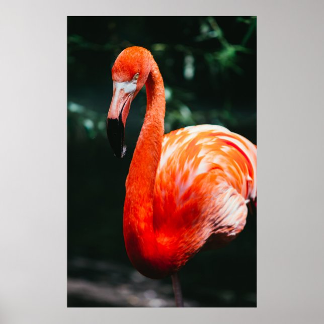PÓSTER FLAMINGO VIBRANTE - FOTO (Frente)