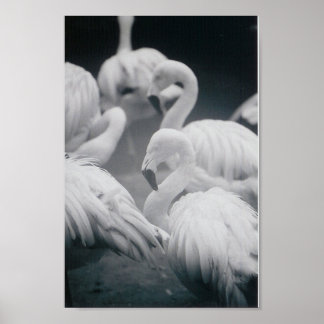 Póster Flamingos
