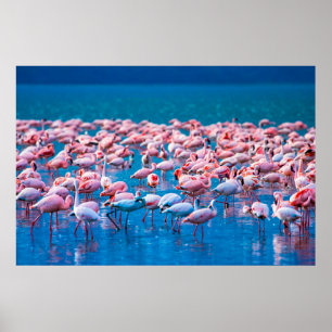 Póster Flamingos africanos. Grupo de flamencos de pie en 