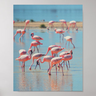 Póster Flamingos al amanecer