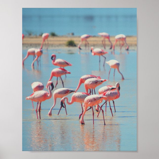 Póster Flamingos al amanecer (Frente)