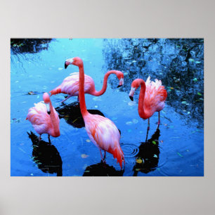 Póster Flamingos Dancing