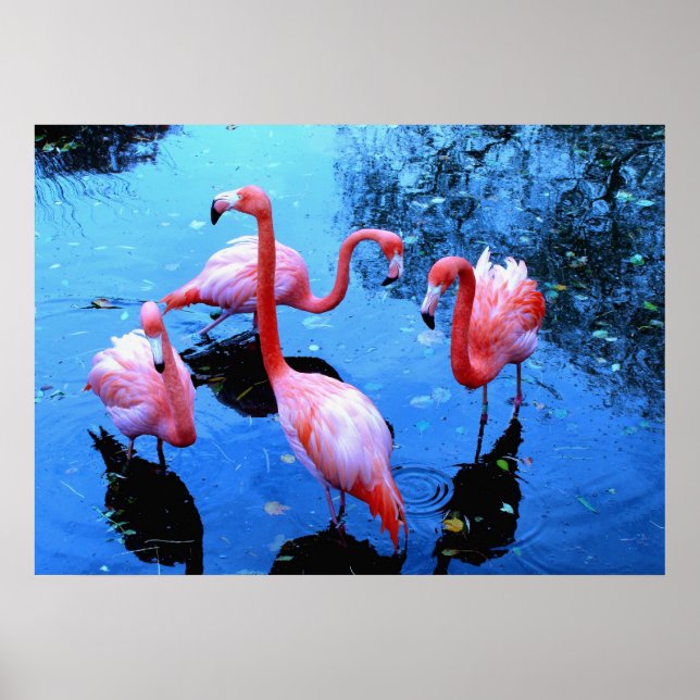 Póster Flamingos Dancing (Frente)