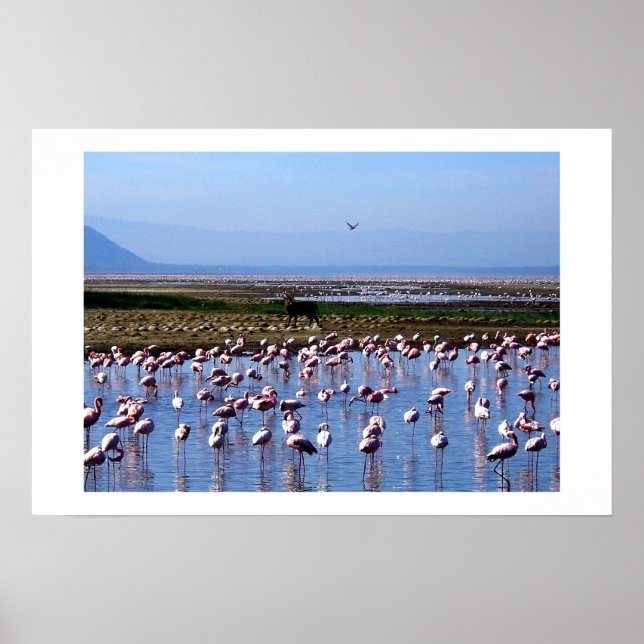 PÓSTER FLAMINGOS EN EL ÁREA DE AGUA LAGO EN KENIA (Frente)