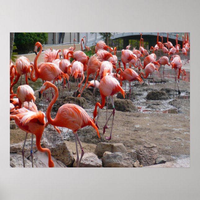 Póster Flamingos Flamingoes Pink Wading Birds (Frente)
