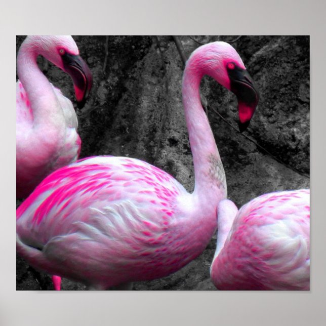 Póster ~Flamingos rosados~ FLAMINGOS PINK, ¡PERSONALIZAR! (Frente)
