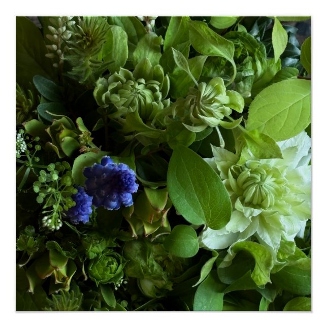Póster Flannel Flower, Arabicum, Phylica, Ryobu, Botanica (Anverso)