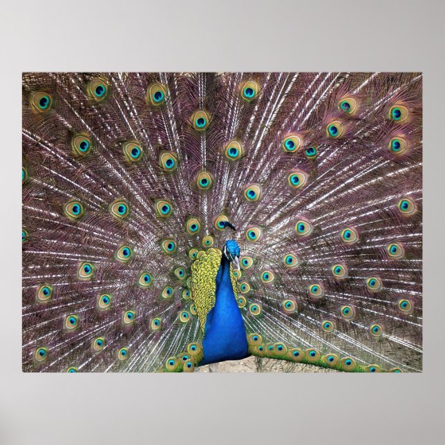 Póster Flared Peacock Portrait (Frente)