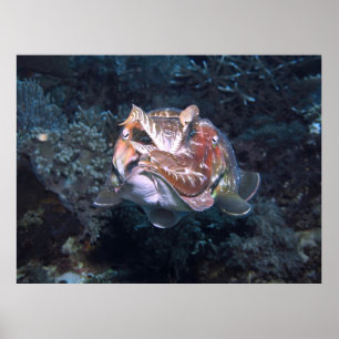 Póster Flash Siphon