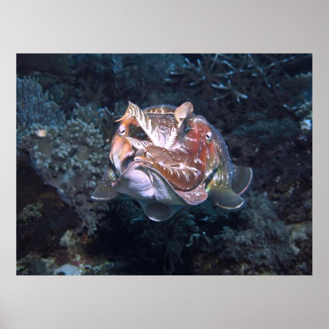 Póster Flash Siphon (Frente)