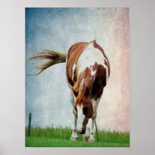 Póster Flashy Paint Horse Mare