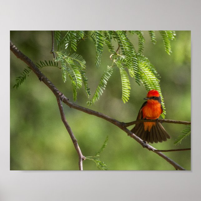Póster Flashy VermilliFlycatcher (Frente)