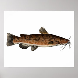 Póster Flathead Catfish