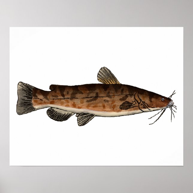 Póster Flathead Catfish (Frente)