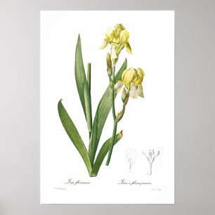 Póster Flavescens del iris