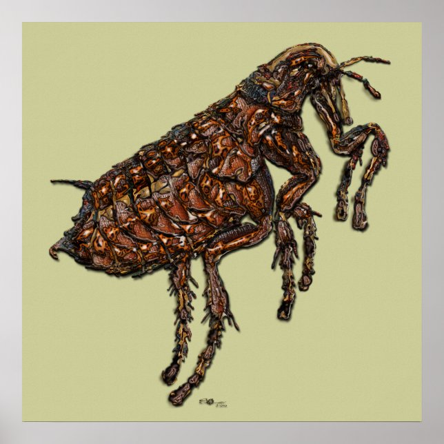 Póster Flea (Frente)