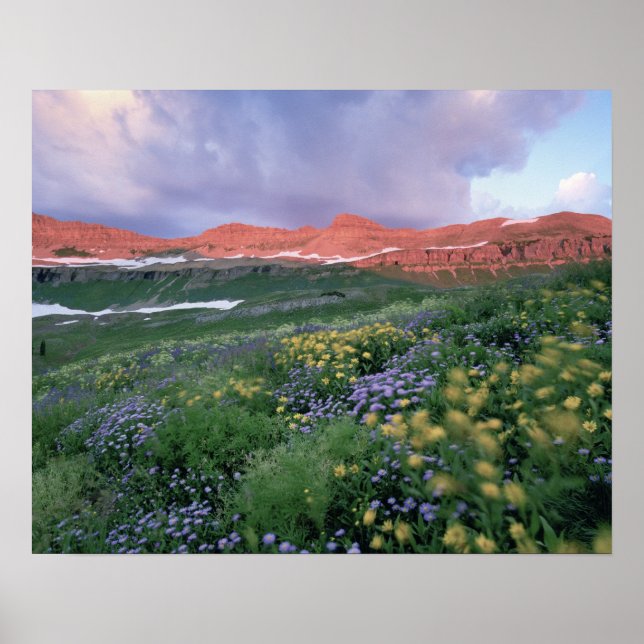 Póster Fleabane Púrpura (erigeron peregrinus) y Amarillo (Frente)