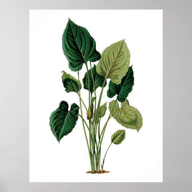 Póster Flechas tropicales grandes philodendrón de la huel (Frente)