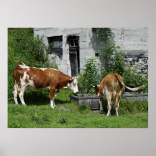 Póster Fleckvieh sediento