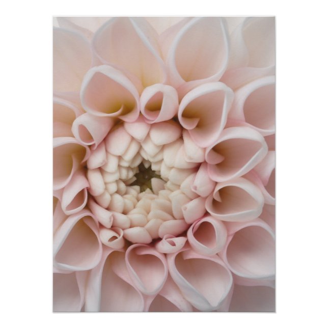 Póster fleur (Anverso)