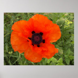 Póster Fleur de pavot