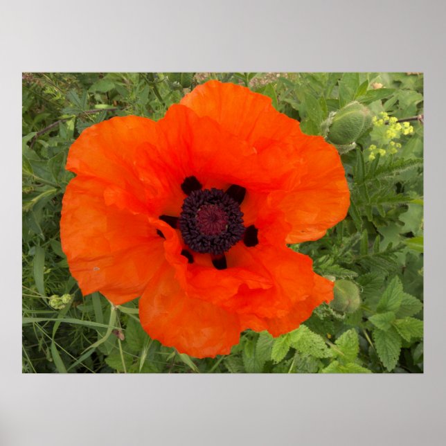 Póster Fleur de pavot (Frente)