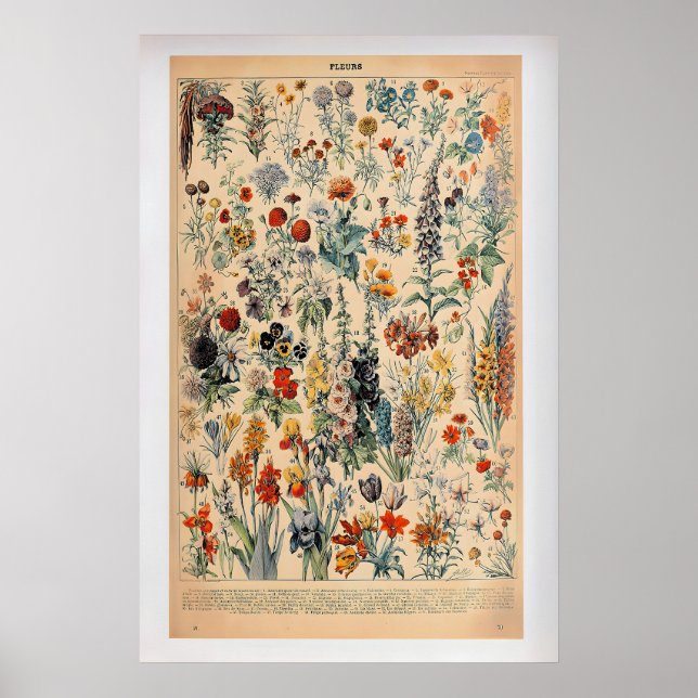 Póster Fleurs by Adolphe Millot  Vintage Botanical Poster (Frente)