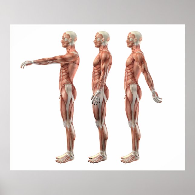 Póster Flexibilidad de hombro, extensión e hiperextensión (Frente)