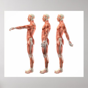 Póster Flexión, extensión e hiperextensión del hombro