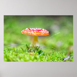 Póster Fliegenpilz