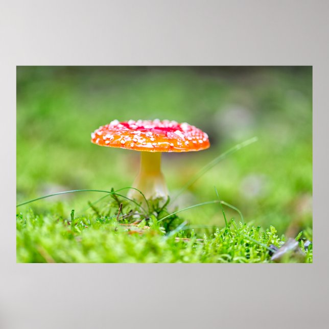 Póster Fliegenpilz (Frente)
