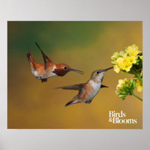 Póster Floating Rufous Hummingbird