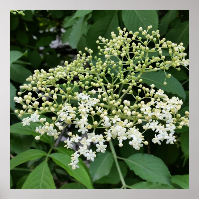 Póster flor (Frente)