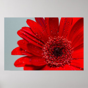 Póster flor